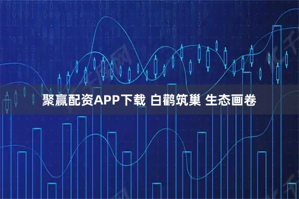 聚赢配资APP下载 白鹳筑巢 生态画卷